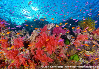 Namena Soft Corals 7