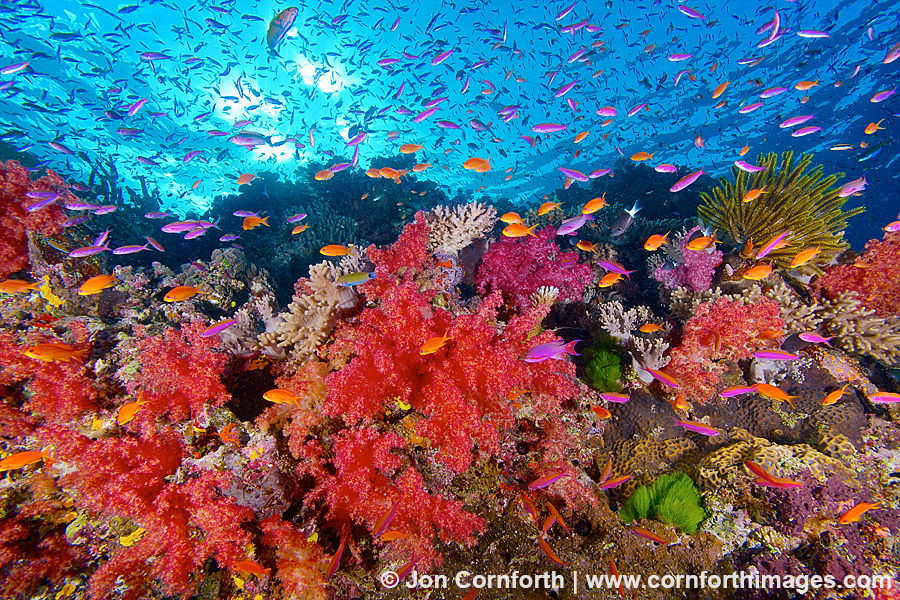 Namena Soft Corals 7