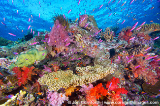 Namena Soft Corals 9