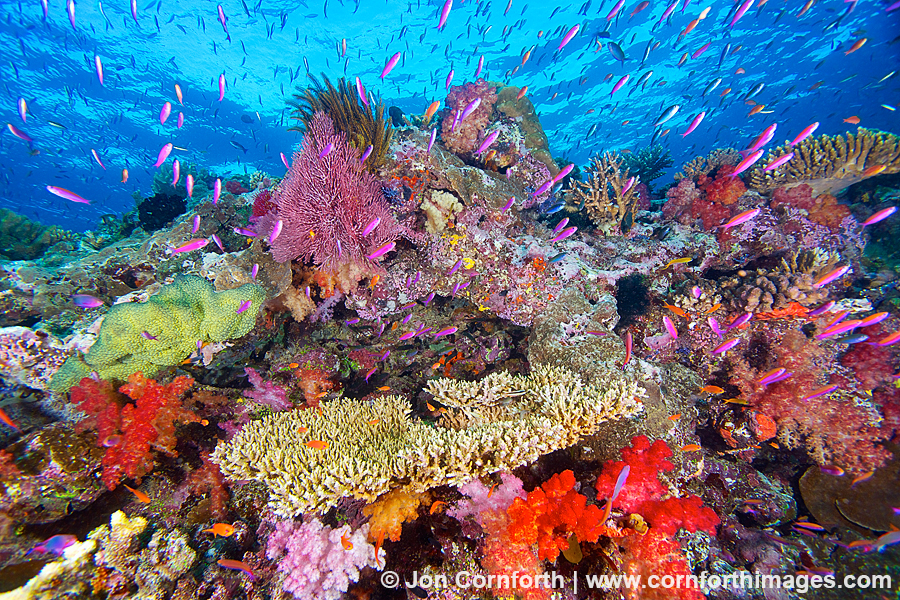 Namena Soft Corals 9