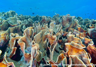 Nigali Passage Cabbage Coral 1