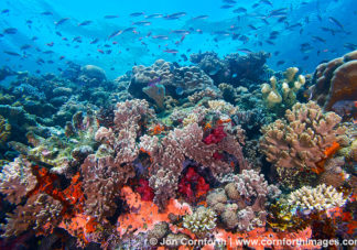 Vanua Levu Coral Reef 1