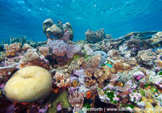 Vanua Levu Coral Reef 3