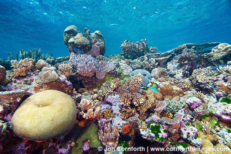 Vanua Levu Coral Reef 3