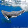 Vava'u Humpback Whale Calf 15