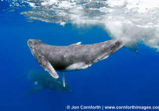 Vava'u Humpback Whale Calf 15