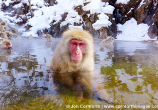 Japanese Macaque 10