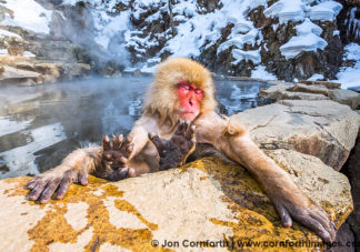 Japanese Macaque 11