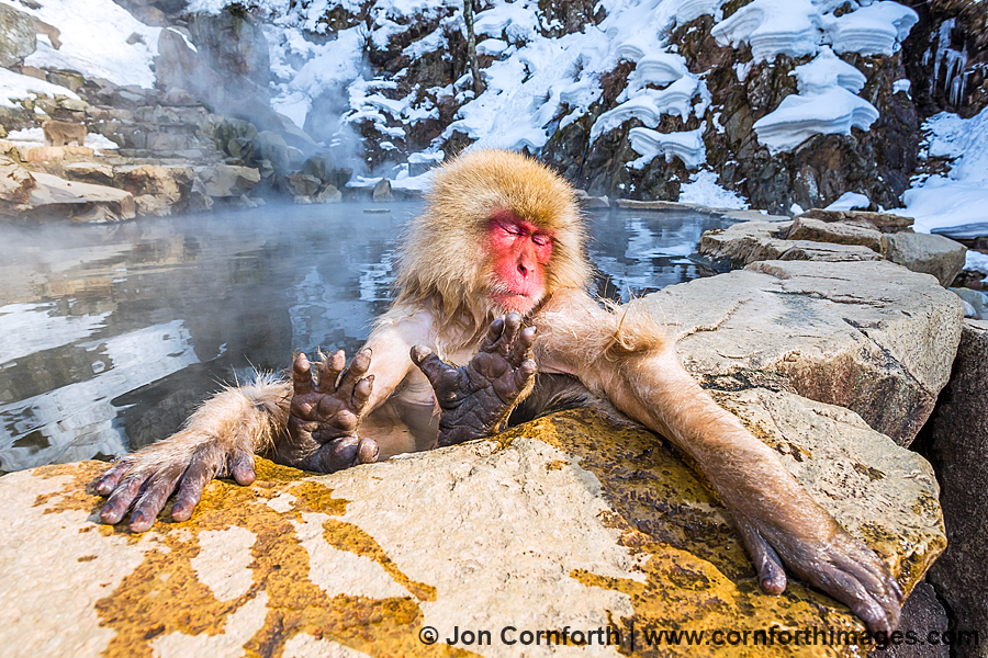 Japanese Macaque 11