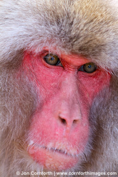 Japanese Macaque 12