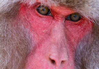 Japanese Macaque 12