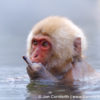 Japanese Macaque 13