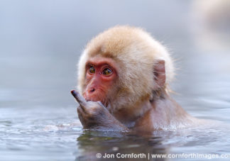 Japanese Macaque 13
