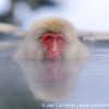 Japanese Macaque 14