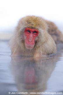 Japanese Macaque 15