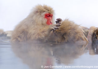 Japanese Macaque 16