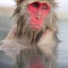 Japanese Macaque 17