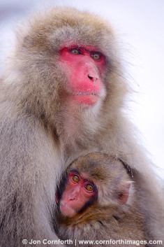 Japanese Macaque 18