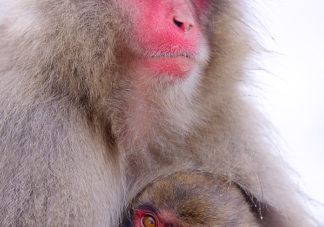 Japanese Macaque 18
