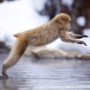 Japanese Macaque 19