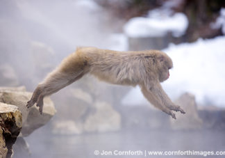 Japanese Macaque 20