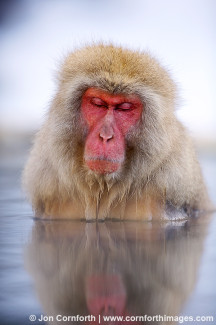 Japanese Macaque 6
