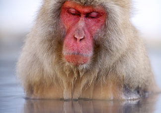 Japanese Macaque 6