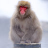 Japanese Macaque 7
