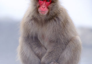 Japanese Macaque 7