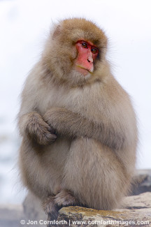 Japanese Macaque 8