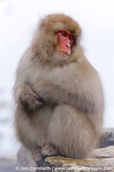 Japanese Macaque 8