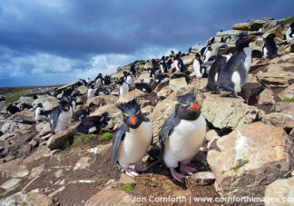 Kidney Cove Rockhopper Penguins 1