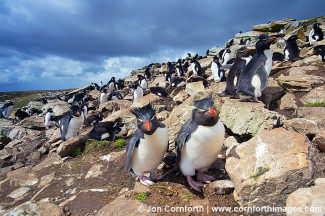 Kidney Cove Rockhopper Penguins 1