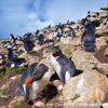 Kidney Cove Rockhopper Penguins 10