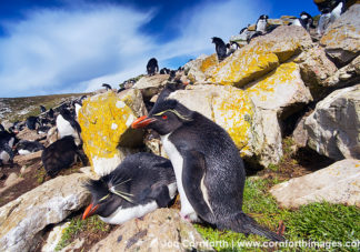Kidney Cove Rockhopper Penguins 12