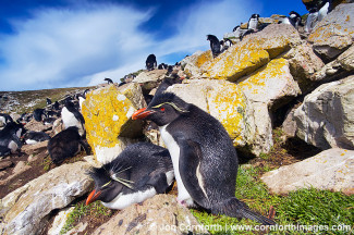 Kidney Cove Rockhopper Penguins 12
