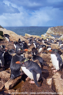 Kidney Cove Rockhopper Penguins 18