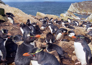 Kidney Cove Rockhopper Penguins 18