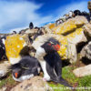 Kidney Cove Rockhopper Penguins 2