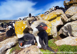 Kidney Cove Rockhopper Penguins 2