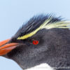 Kidney Cove Rockhopper Penguins 20