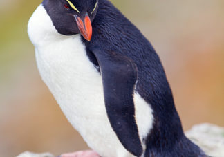 Kidney Cove Rockhopper Penguins 21
