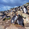 Kidney Cove Rockhopper Penguins 5