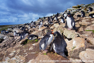 Kidney Cove Rockhopper Penguins 5