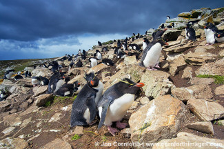 Kidney Cove Rockhopper Penguins 6