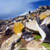 Kidney Cove Rockhopper Penguins 8