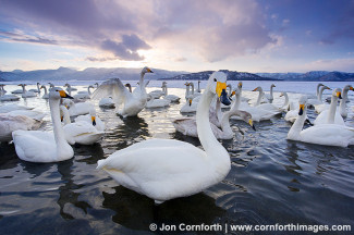 Kussharo Swans Sunset 2