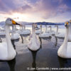 Kussharo Swans Sunset 3