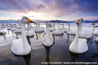 Kussharo Swans Sunset 3