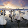 Kussharo Swans Sunset 4